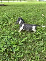 Akc Debra, a male Miniature Dachshund for sale in Decatur, IN – 4 of 5