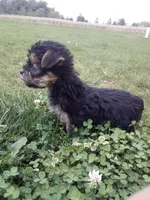 Rachel, a female Yorkshire Terrier for sale in Decatur, IN – 2 of 6