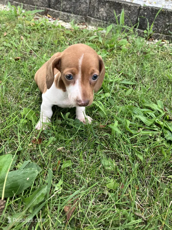 Akc Deloris – Miniature Dachshund puppy for sale in Decatur, IN