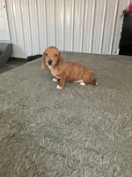 Katie, a female Miniature Dachshund for sale in Decatur, IN – Photo 3 of 5