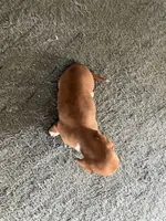 Katie, a female Miniature Dachshund for sale in Decatur, IN – Photo 5 of 5