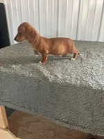 Katie, a female Miniature Dachshund for sale in Decatur, IN – Photo 2 of 5