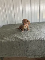 Katie, a female Miniature Dachshund for sale in Decatur, IN – Photo 1 of 5