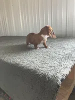 Katie, a female Miniature Dachshund for sale in Decatur, IN – Photo 4 of 5