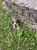 Akc Ray, a male Miniature Dachshund for sale in Decatur, IN – 3 of 6