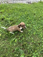 Akc Leo, a male Miniature Dachshund for sale in Decatur, IN – 6 of 6