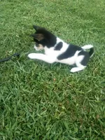 Akc Stacy, a female Shiba Inu for sale in Decatur, IN – 3 of 3