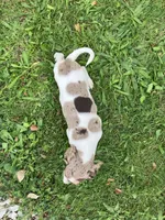 Akc Smoke, a male Miniature Dachshund for sale in Decatur, IN – 6 of 6