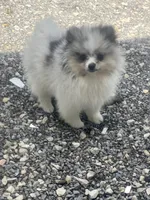 Akc Fluff Ball, a male Pomeranian for sale in Decatur, IN – 6 of 7