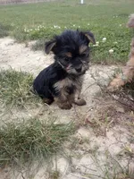 Rachel, a female Yorkshire Terrier for sale in Decatur, IN – 4 of 6