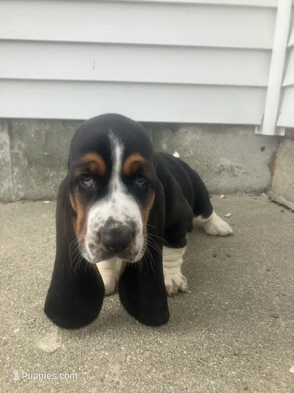 Libby – Basset Hound puppy for sale in Decatur, IN