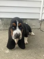 Libby, a female Basset Hound for sale in Decatur, IN – 1 of 3