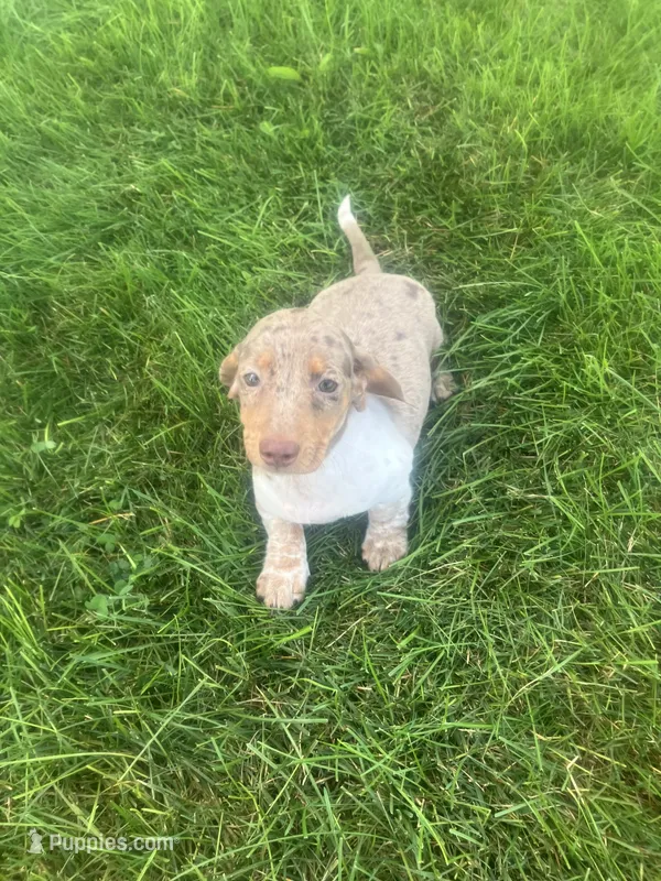 Akc Jenny – Miniature Dachshund puppy for sale in Decatur, IN