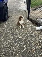 Ronald, a male Miniature Australian Shepherd for sale in Decatur, IN – Photo 5 of 5