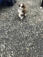 Ronald, a male Miniature Australian Shepherd for sale in Decatur, IN – Photo 4 of 5