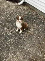 Ronald, a male Miniature Australian Shepherd for sale in Decatur, IN – Photo 1 of 5
