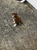 Ronald, a male Miniature Australian Shepherd for sale in Decatur, IN – Photo 3 of 5