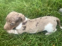 Akc Darlene, a female Miniature Dachshund for sale in Decatur, IN – 2 of 6