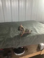 Akc Paul, a male Chihuahua for sale in Decatur, IN – 3 of 5