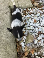 Lizzy, a female Chihuahua for sale in Decatur, IN – 5 of 5