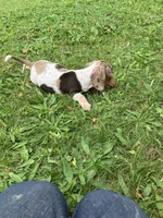 Akc Davon , a male Miniature Dachshund for sale in Decatur, IN – 5 of 6