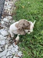 Akc Smoke, a male Miniature Dachshund for sale in Decatur, IN – 4 of 6