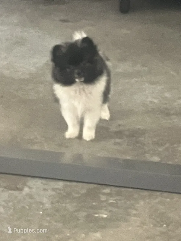 Polly – Pomeranian puppy for sale in Decatur, IN