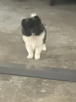 Polly, a female Pomeranian for sale in Decatur, IN – 1 of 6