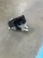 Polly, a female Pomeranian for sale in Decatur, IN – 3 of 6