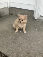 Jon, a male Pomeranian for sale in Decatur, IN – 2 of 3