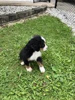 Akc Melissa, a female Bernese Mountain Dog for sale in Decatur, IN – 4 of 6
