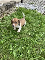 Akc Leo, a male Miniature Dachshund for sale in Decatur, IN – 3 of 6