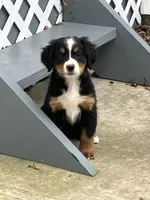 Akc Sara, a female Bernese Mountain Dog for sale in Decatur, IN – 1 of 2