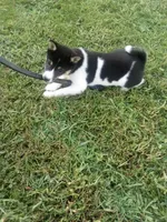 Akc Kara, a female Shiba Inu for sale in Decatur, IN – 2 of 3
