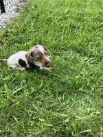 Akc Davon , a male Miniature Dachshund for sale in Decatur, IN – 6 of 6