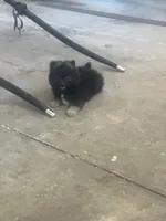 Pete, a male Pomeranian for sale in Decatur, IN – 5 of 7