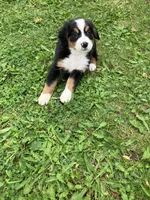 Akc Melinda, a female Bernese Mountain Dog for sale in Decatur, IN – 3 of 5