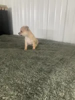 Akc Willis , a male Chihuahua for sale in Decatur, IN – 5 of 5