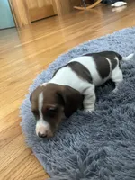 Akc Lyle, a male Miniature Dachshund for sale in Decatur, IN – Photo 3 of 5