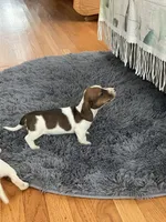 Akc Lyle, a male Miniature Dachshund for sale in Decatur, IN – Photo 5 of 5