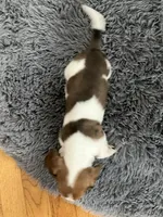 Akc Lyle, a male Miniature Dachshund for sale in Decatur, IN – Photo 4 of 5