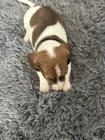 Akc Lyle, a male Miniature Dachshund for sale in Decatur, IN – Photo 2 of 5