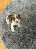 Akc Lyle, a male Miniature Dachshund for sale in Decatur, IN – Photo 1 of 5