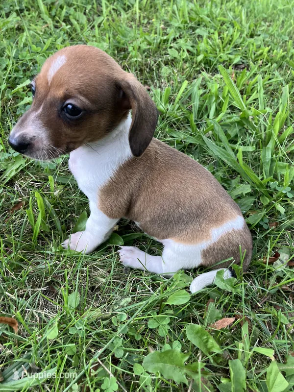 Akc Leo – Miniature Dachshund puppy for sale in Decatur, IN