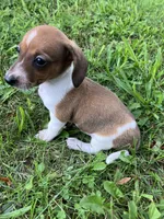 Akc Leo, a male Miniature Dachshund for sale in Decatur, IN – 1 of 6
