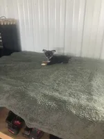 Akc Jake, a male Chihuahua for sale in Decatur, IN – 2 of 5