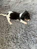 Akc Mina, a female Miniature Dachshund for sale in Decatur, IN – 4 of 4