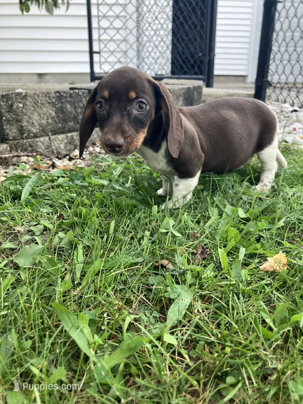 Akc Rhonda – Miniature Dachshund puppy for sale in Decatur, IN