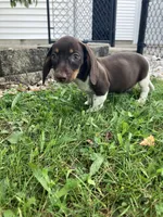 Akc Rhonda, a female Miniature Dachshund for sale in Decatur, IN – 2 of 6