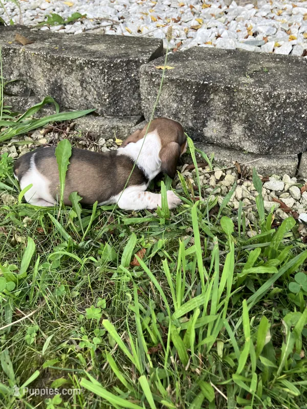 Akc Ray – Miniature Dachshund puppy for sale in Decatur, IN